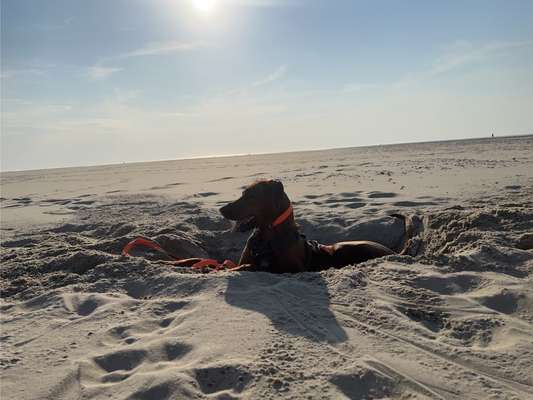 Rhodesian Ridgeback-Beitrag-Bild