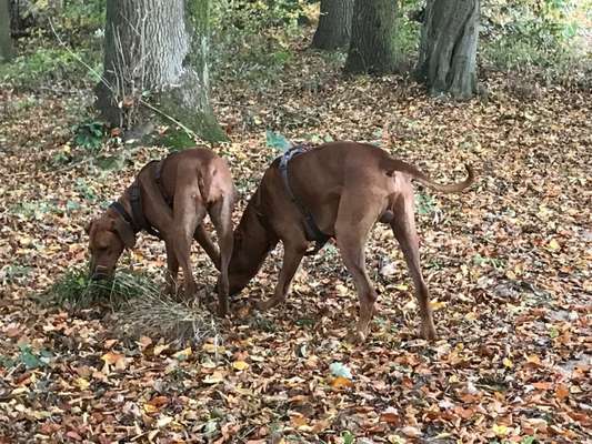 Rhodesian Ridgeback-Beitrag-Bild