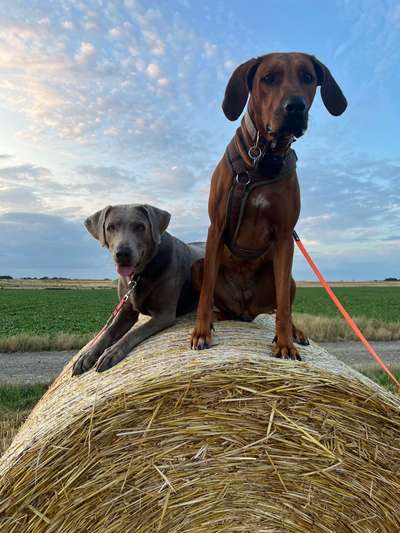 Rhodesian Ridgeback-Beitrag-Bild