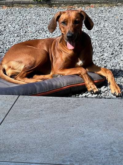 Rhodesian Ridgeback-Beitrag-Bild