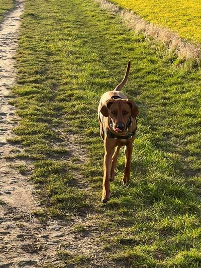 Rhodesian Ridgeback-Beitrag-Bild