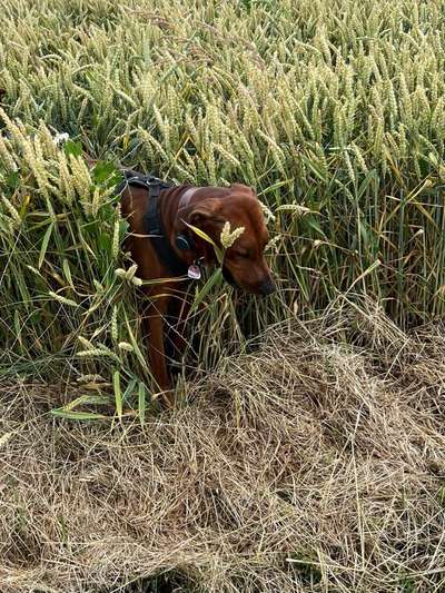 Rhodesian Ridgeback-Beitrag-Bild