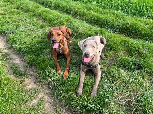 Rhodesian Ridgeback-Beitrag-Bild