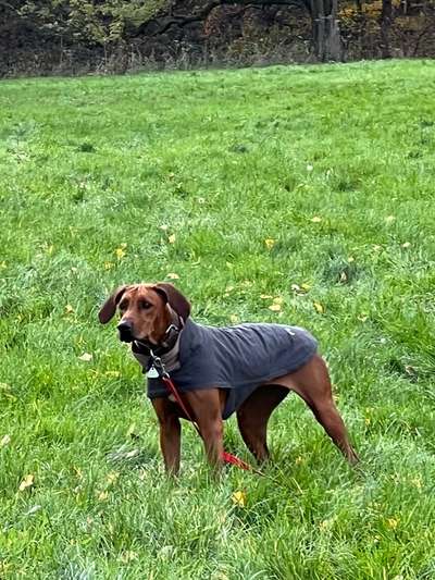 Rhodesian Ridgeback-Beitrag-Bild