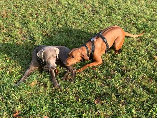 Rhodesian Ridgeback-Beitrag-Bild