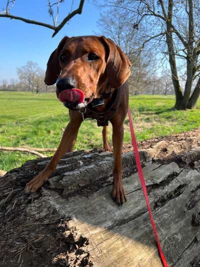 Rhodesian Ridgeback-Beitrag-Bild