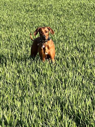 Rhodesian Ridgeback-Beitrag-Bild
