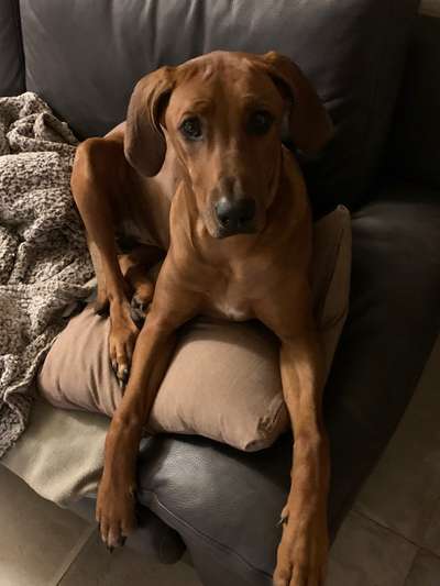 Rhodesian Ridgeback-Beitrag-Bild
