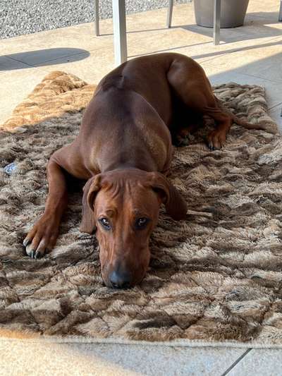 Rhodesian Ridgeback-Beitrag-Bild