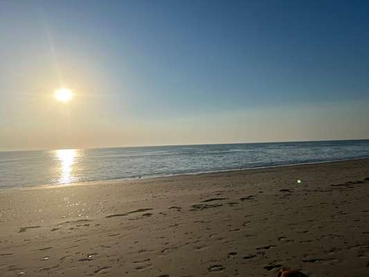 Rhodesian Ridgeback-Beitrag-Bild