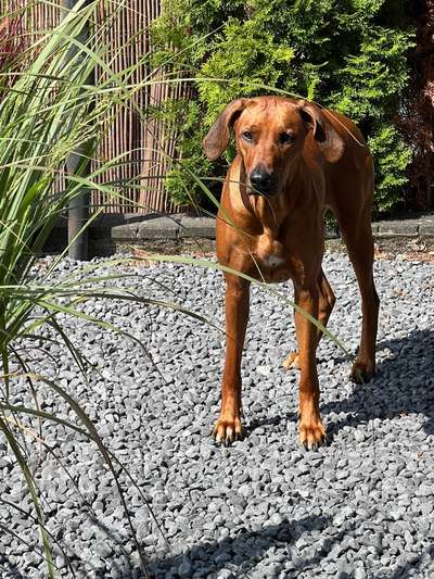 Rhodesian Ridgeback-Beitrag-Bild