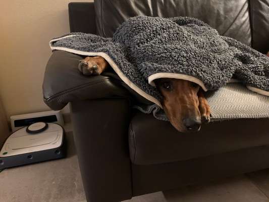 Rhodesian Ridgeback-Beitrag-Bild