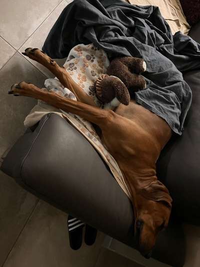 Rhodesian Ridgeback-Beitrag-Bild