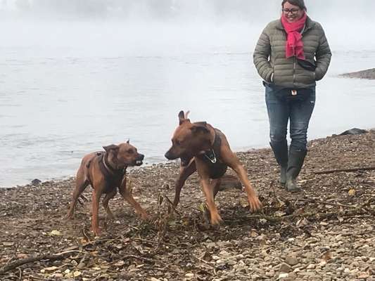 Rhodesian Ridgeback-Beitrag-Bild