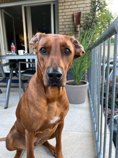 Rhodesian Ridgeback-Beitrag-Bild