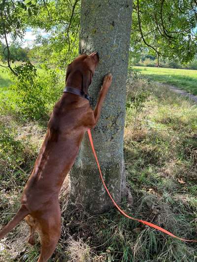 Rhodesian Ridgeback-Beitrag-Bild