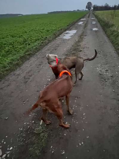 Rhodesian Ridgeback-Beitrag-Bild