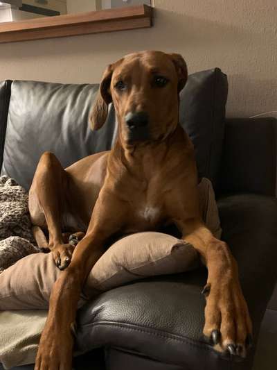 Rhodesian Ridgeback-Beitrag-Bild
