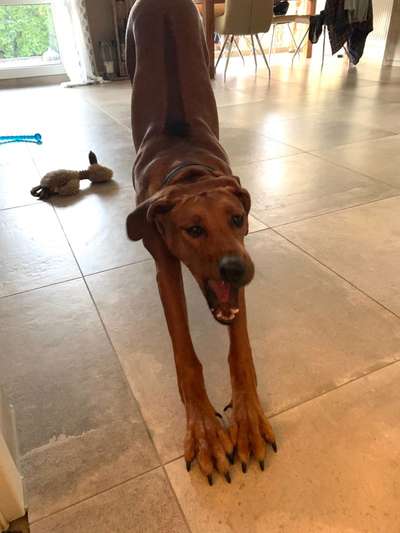 Rhodesian Ridgeback-Beitrag-Bild