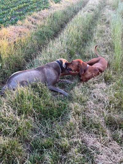 Rhodesian Ridgeback-Beitrag-Bild