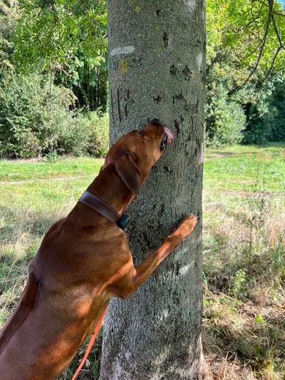 Rhodesian Ridgeback-Beitrag-Bild