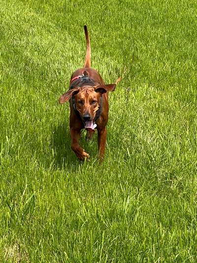 Rhodesian Ridgeback-Beitrag-Bild