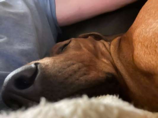 Rhodesian Ridgeback-Beitrag-Bild