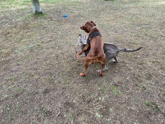 Rhodesian Ridgeback-Beitrag-Bild