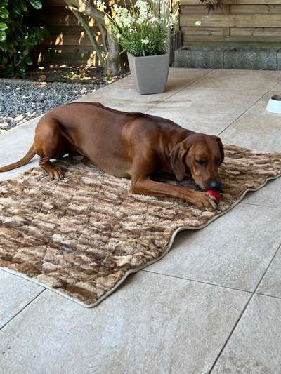 Rhodesian Ridgeback-Beitrag-Bild