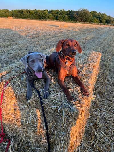 Rhodesian Ridgeback-Beitrag-Bild