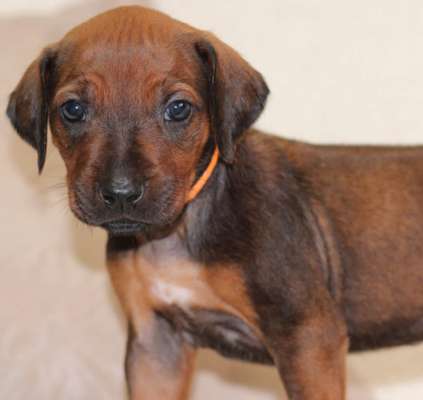 Rhodesian Ridgeback-Beitrag-Bild