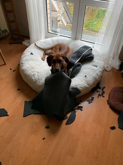 Rhodesian Ridgeback-Beitrag-Bild