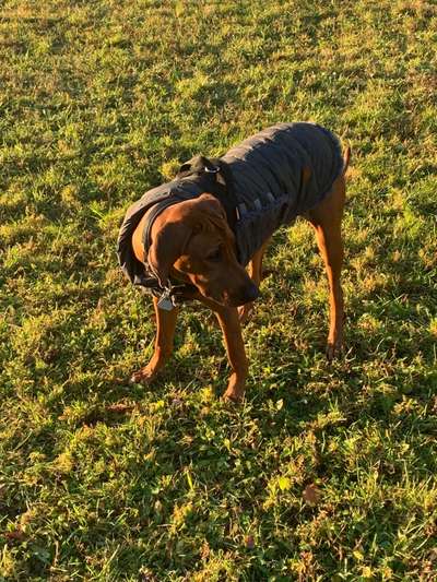 Rhodesian Ridgeback-Beitrag-Bild
