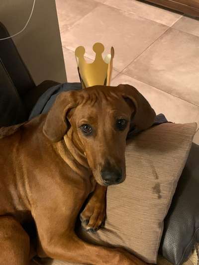 Rhodesian Ridgeback-Beitrag-Bild