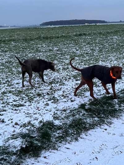 Rhodesian Ridgeback-Beitrag-Bild