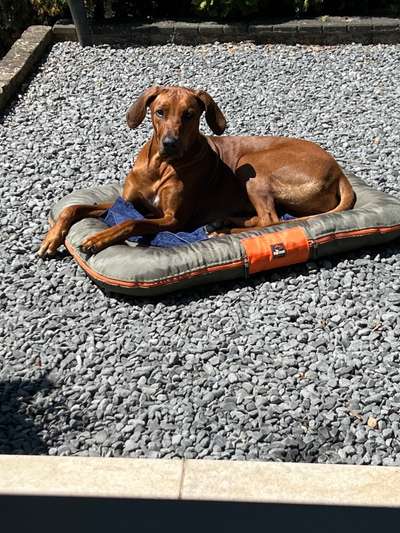 Rhodesian Ridgeback-Beitrag-Bild