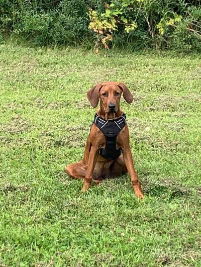 Rhodesian Ridgeback-Beitrag-Bild