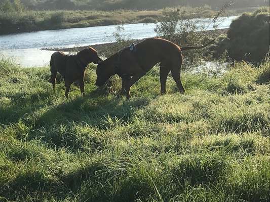 Rhodesian Ridgeback-Beitrag-Bild