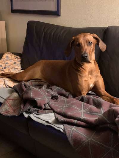 Rhodesian Ridgeback-Beitrag-Bild