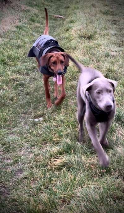 Rhodesian Ridgeback-Beitrag-Bild