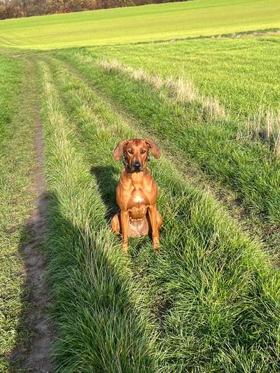 Rhodesian Ridgeback-Beitrag-Bild
