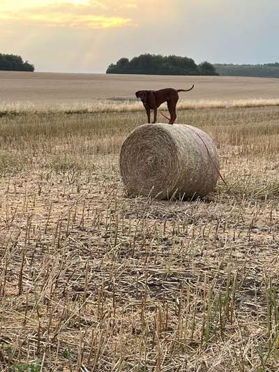 Rhodesian Ridgeback-Beitrag-Bild