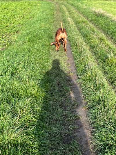 Rhodesian Ridgeback-Beitrag-Bild