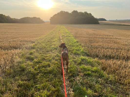 Rhodesian Ridgeback-Beitrag-Bild