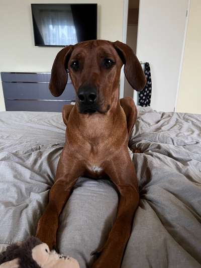 Rhodesian Ridgeback-Beitrag-Bild