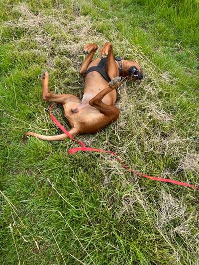 Rhodesian Ridgeback-Beitrag-Bild