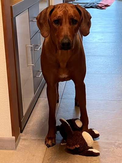 Rhodesian Ridgeback-Beitrag-Bild