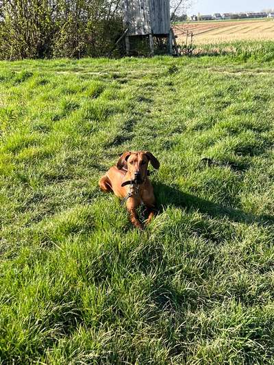 Rhodesian Ridgeback-Beitrag-Bild