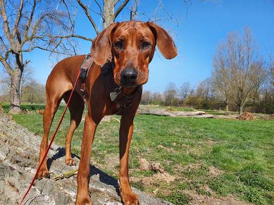 Rhodesian Ridgeback-Beitrag-Bild