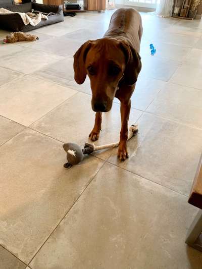 Rhodesian Ridgeback-Beitrag-Bild